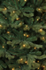 Ялина 185 см, Sherwood de Luxe, LED 200 ламп 8712799343979