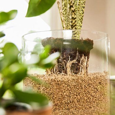 Субстрат BIO GRANUPLANT для комнатных растений 6 л Compo 8818