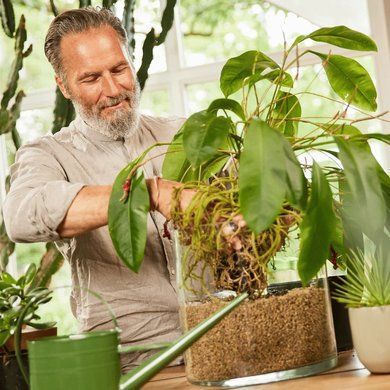Субстрат BIO GRANUPLANT для комнатных растений 6 л Compo 8818