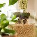 Субстрат BIO GRANUPLANT для комнатных растений 6 л Compo 8818