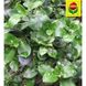 Торфосуміш для декоративно-листяних рослин і пальм 10 л Compo 1431