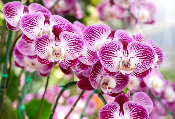 Торфосмесь для орхидей 5 л Compo 1611