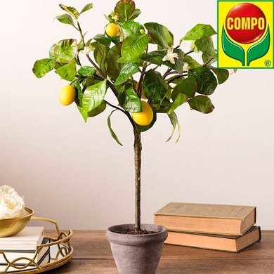Торфосмесь для цитрусовых растений 10 л Compo Sana 1671