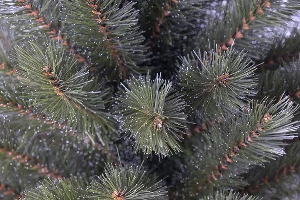 Штучна сосна Forest Frosted 60 см з інеєм | TriumphTree
