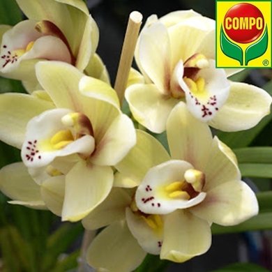 Удобрение для орхидей 500 мл Compo 4089