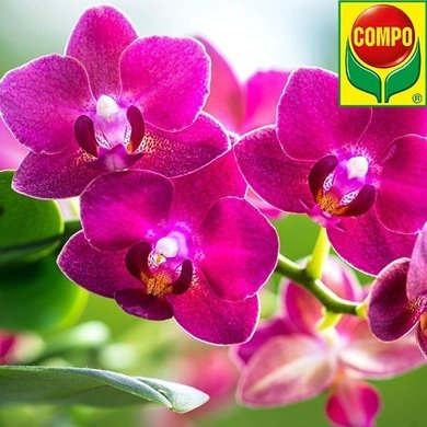 Удобрение для орхидей 500 мл Compo 4089