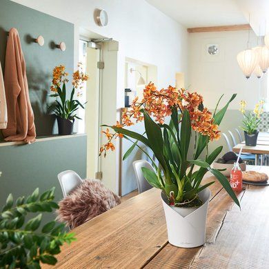 Кашпо с автополивом ORCHIDEA белый матовый Lechuza 13960