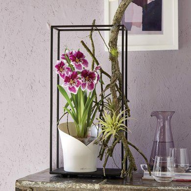 Кашпо с автополивом ORCHIDEA белый матовый Lechuza 13960