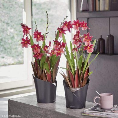 Кашпо с автополивом ORCHIDEA серый матовый Lechuza 13961