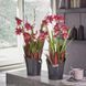 Кашпо с автополивом ORCHIDEA серый матовый Lechuza 13961